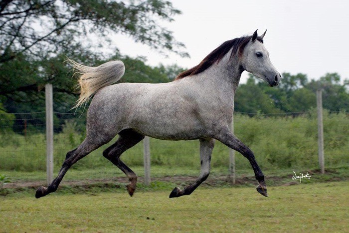 Rogers Arabians - Spanish and Related Arabian Horses, Stallions, Mares ...